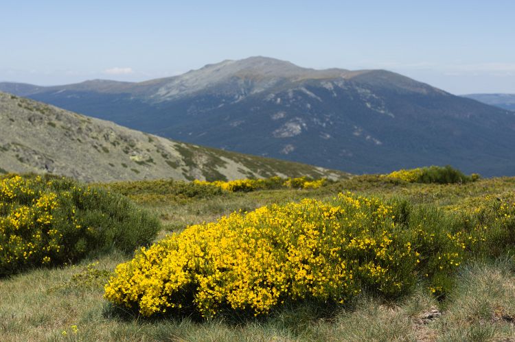 Gorse